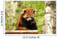 Red Panda Wall Decal