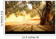 Wooden table with olive tree Wall Decal