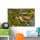 Koi Fish Wall Decal