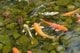 Koi Fish