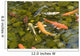 Koi Fish Wall Decal