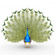 Peacock Wall Decal