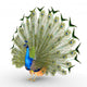 Peacock Wall Decal