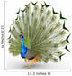 Peacock Wall Decal
