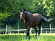 Cheval Wall Decal