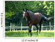 Cheval Wall Decal