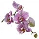 Illustrated Realistic orchid Wall Decal