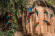 macaws in clay lick in the peruvian Amazon jungle at Madre de Di Wall Decal