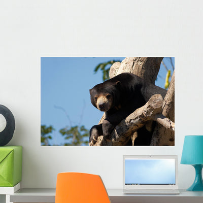Sloth Bears Wall Decal shown on a wall
