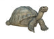 Galapagos Tortoise Wall Decal