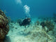 Scuba Diver swimming over a Cayman Island Reef Wall Decal