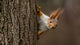 Surprised  squirrel, peeking from behind a tree Wall Decal