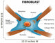 Structure of fibroblast cells Wall Decal