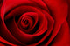 Vibrant Red Rose Close Up Macro - Abstract Wall Decal