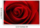 Vibrant Red Rose Close Up Macro - Abstract Wall Decal