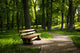 Summer park Wall Decal
