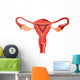 Female reproductive system anatomy vector Wall Decal