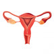 Female reproductive system anatomy vector Wall Decal