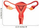 Female reproductive system anatomy vector Wall Decal