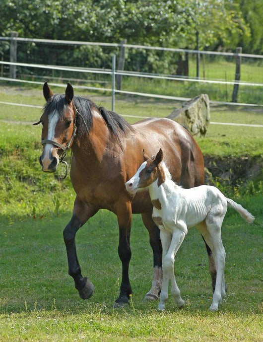 Mare and Foal Wall Decal