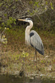 Great Blue Heron Wall Decal