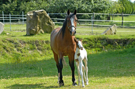 Mare and Foal Wall Decal