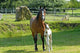 Mare and Foal Wall Decal