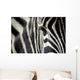 zebra eye Wall Decal