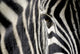 zebra eye Wall Decal