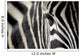 zebra eye Wall Decal