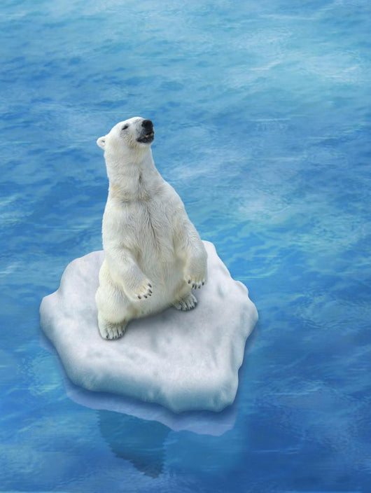 Ours Blanc / Fonte des glaces Wall Decal