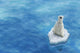 Floating Polar Bear Wall Decal