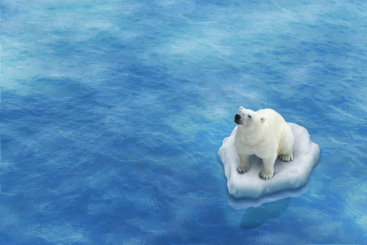 Ours Blanc / Fonte des glaces Wall Decal