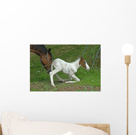 The Mother Help Her Foal Wall Decal