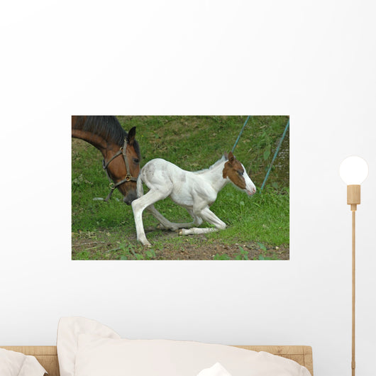 the mother help her foal Wall Decal