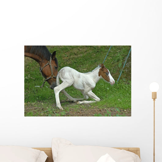 the mother help her foal Wall Decal