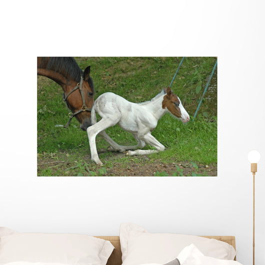 the mother help her foal Wall Decal