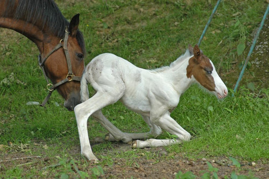 the mother help her foal Wall Decal