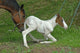 the mother help her foal Wall Decal