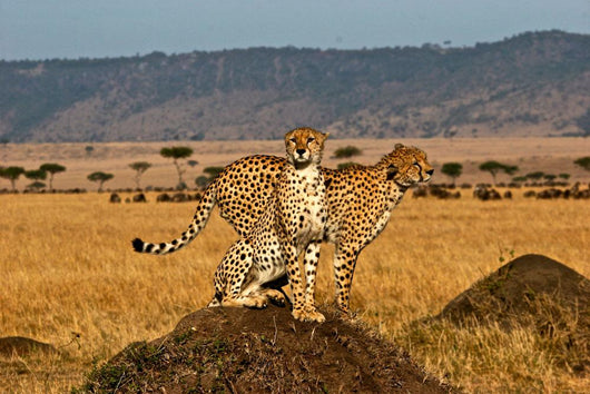 Cheetah brother Wall Decal