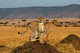 Cheetah brother Wall Decal