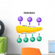 Pancreas Secretory Function Wall Decal
