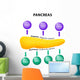 Pancreas Secretory Function Wall Decal