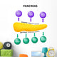Pancreas Secretory Function Wall Decal