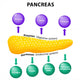 Pancreas Secretory Function Wall Decal