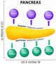 Pancreas Secretory Function Wall Decal
