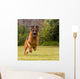 Schaeferhund laeuft Wall Decal