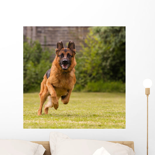 Schaeferhund laeuft Wall Decal
