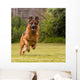 Schaeferhund laeuft Wall Decal