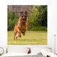 Schaeferhund laeuft Wall Decal
